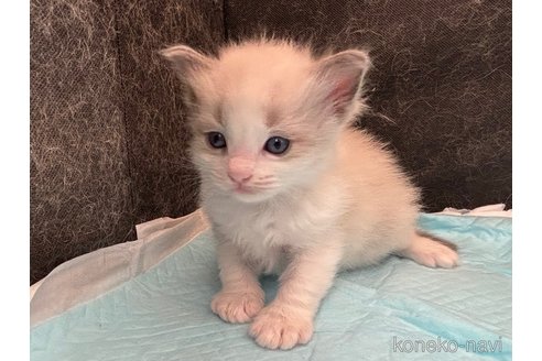 販売中の千葉県のラグドール-120518の3枚目